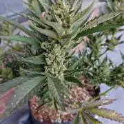 Pound Cake - Outdoor