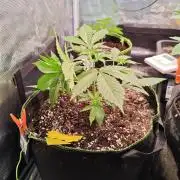 Gorilla Cookies Outdoor