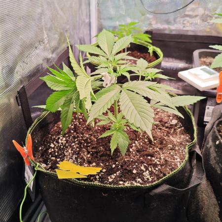 Gorilla Cookies Outdoor