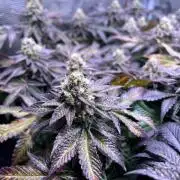 Grounded Genetics Grow