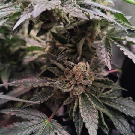 Grounded Genetics Grow