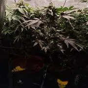 Grounded Genetics Grow