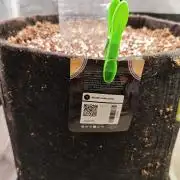 Pound Cake - Outdoor