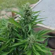 Gorilla Cookies Outdoor
