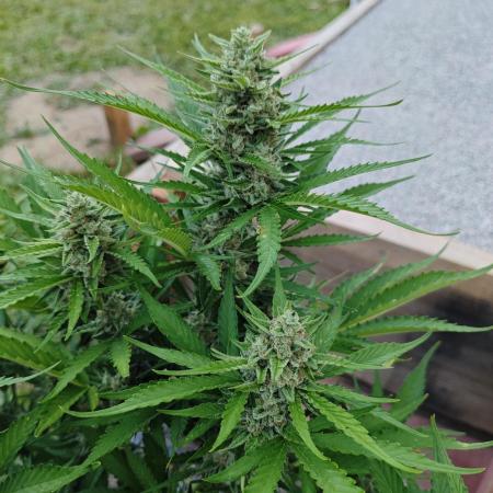 Gorilla Cookies Outdoor