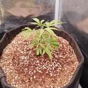 HNNY Midnight Lemonade 🍋