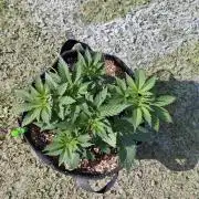 Pound Cake - Outdoor