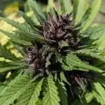 Banana Purple Punch Outdoor