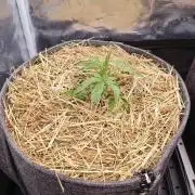 Pure Mandarine Bomb 🍊