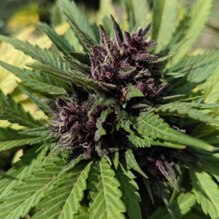 Banana Purple Punch Outdoor