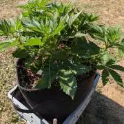 Pound Cake - Outdoor