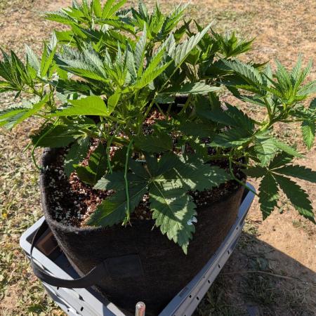 Pound Cake - Outdoor