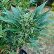 Pound Cake - Outdoor