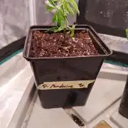 Pure Mandarine Bomb 🍊