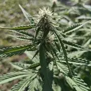 Gorilla Cookies Outdoor