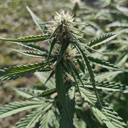 Gorilla Cookies Outdoor
