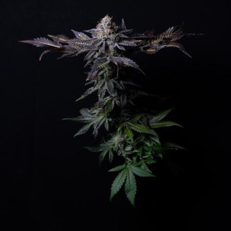 Grounded Genetics Grow