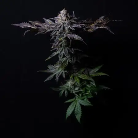 Grounded Genetics Grow