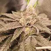 Grounded Genetics Grow