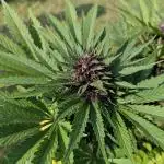 Banana Purple Punch Outdoor