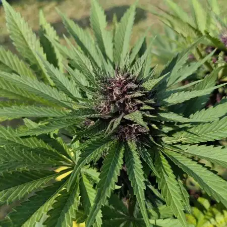 Banana Purple Punch Outdoor