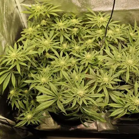 Pure Mandarine Bomb 🍊
