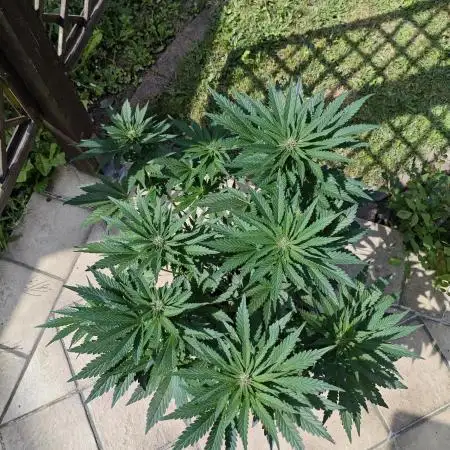 Banana Purple Punch Outdoor