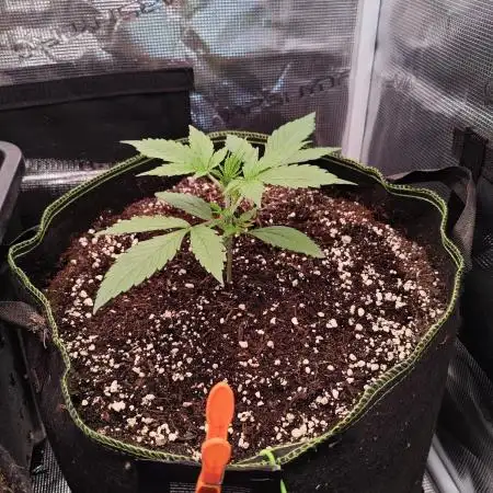 Gorilla Cookies Outdoor