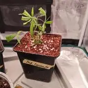 HNNY Midnight Lemonade 🍋