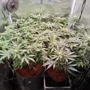 Grounded Genetics Grow