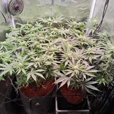 Grounded Genetics Grow