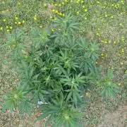 Pound Cake - Outdoor