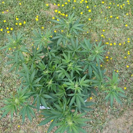 Pound Cake - Outdoor