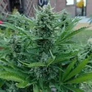 Gorilla Cookies Outdoor