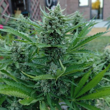 Gorilla Cookies Outdoor