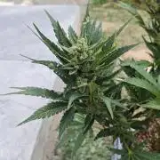 Pound Cake - Outdoor