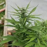 Gorilla Cookies Outdoor