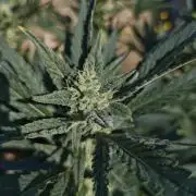 Pound Cake - Outdoor
