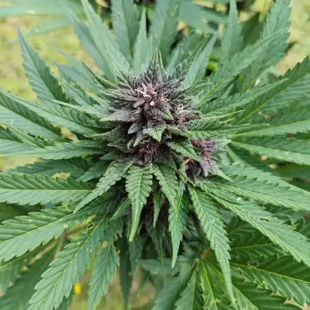 Banana Purple Punch Outdoor