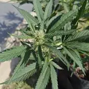 Pound Cake - Outdoor