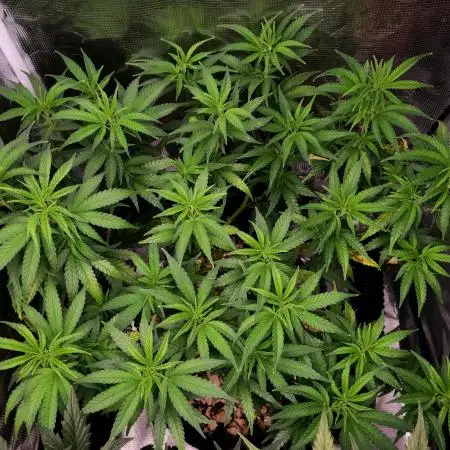 LSD 🌱