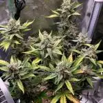 💚Mephisto Genetics💚 (Experiment)