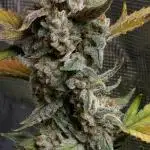 💚Mephisto Genetics💚 (Experiment)