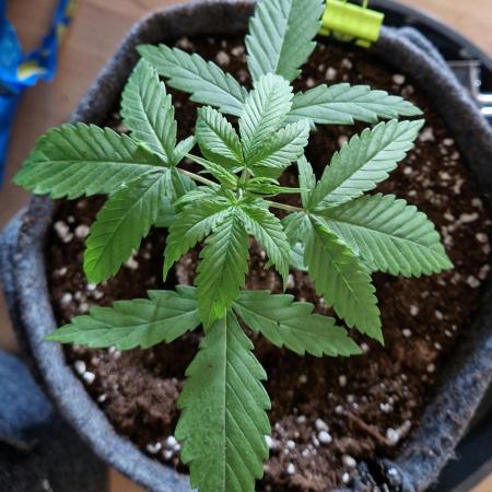 Auto Fractal by Divine Seeds