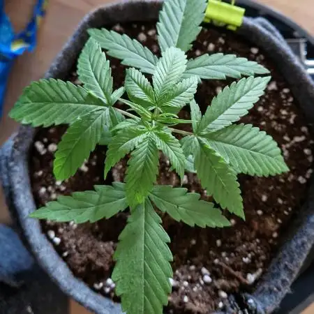Auto Fractal by Divine Seeds