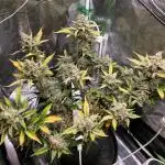 💚Mephisto Genetics💚 (Experiment)