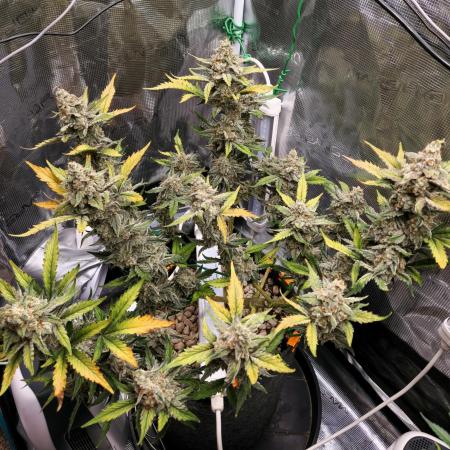 💚Mephisto Genetics💚 (Experiment)