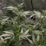 LSD 🌱