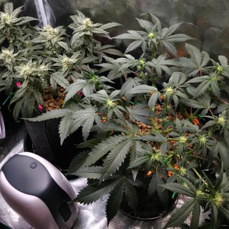 💚Mephisto Genetics💚 (Experiment)
