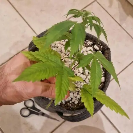 Auto Fractal by Divine Seeds
